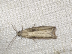 Bactra
