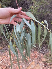 Eucalyptus camaldulensis arida