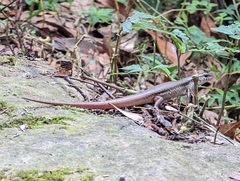 Sphenomorphus indicus