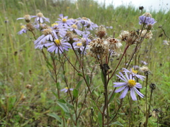 Aster amellus