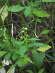 Mosla scabra