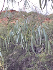 Eucalyptus camaldulensis arida