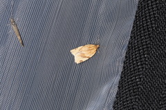 Paramesia gnomana