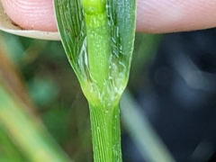 Panicum virgatum
