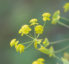Bupleurum