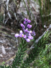 Comesperma