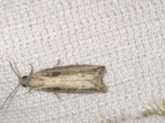 Bactra