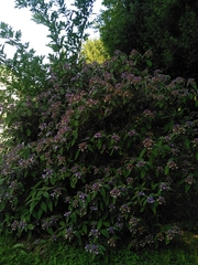 Hydrangea