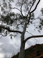 Eucalyptus camaldulensis arida