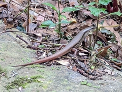 Sphenomorphus indicus