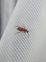 Anthocomus rufus