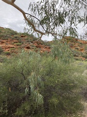 Eucalyptus camaldulensis arida