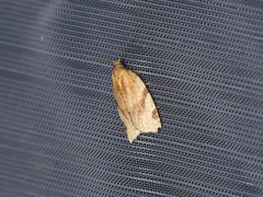 Paramesia gnomana