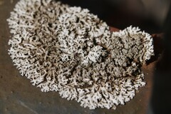 Physcia caesia