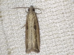 Bactra