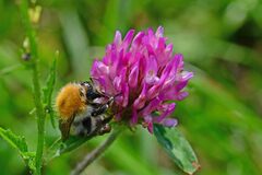 Bombus pascuorum