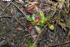 Stylidium ornatum