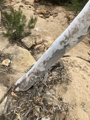 Eucalyptus camaldulensis arida