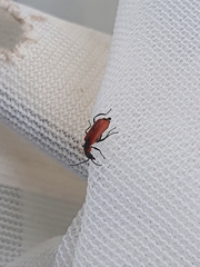 Anthocomus rufus