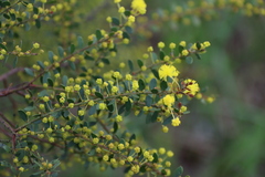 Acacia acinacea