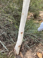 Eucalyptus camaldulensis arida