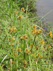 Cyperus glomeratus
