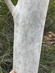 Eucalyptus camaldulensis arida