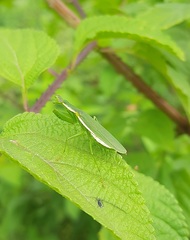 Odontomantis