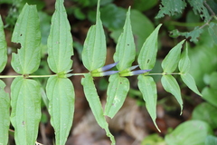 Gentiana asclepiadea