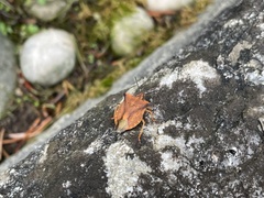 Carpocoris fuscispinus