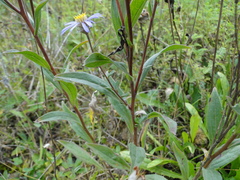 Aster amellus