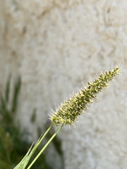 Setaria adhaerens