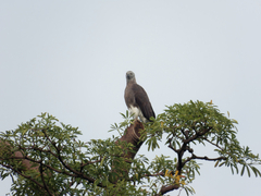 Haliaeetus ichthyaetus