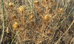 Carlina corymbosa