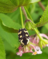 Clinteria klugi