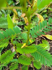 Chamaecrista fasciculata