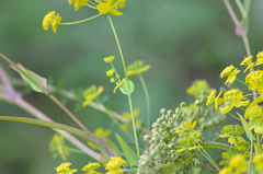 Bupleurum