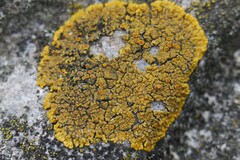 Variospora flavescens