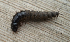 Ocypus olens