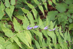 Gentiana asclepiadea