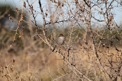 Cisticola subruficapilla