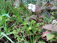 Oxalis incarnata
