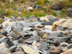 Montifringilla davidiana