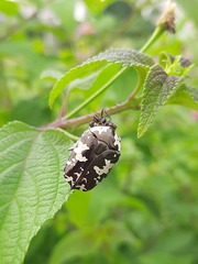 Protaetia aurichalcea