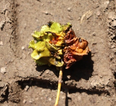 Andricus quercuscalicis