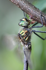 Somatochlora meridionalis