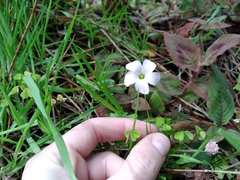 Oxalis incarnata