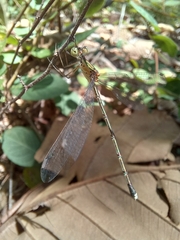 Lestes elatus