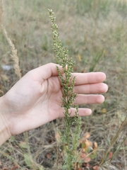 Artemisia campestris