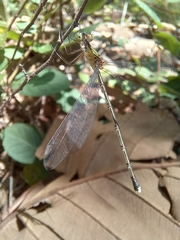Lestes elatus